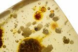 Polished Colombian Copal ( g) - Contains Termites & Enhydros! #304103-2